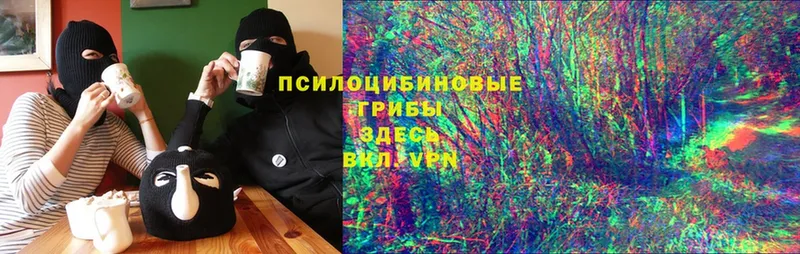 Псилоцибиновые грибы Psilocybine cubensis  хочу   Горбатов 